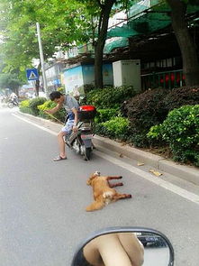 废旧拖车，出售狗拉车